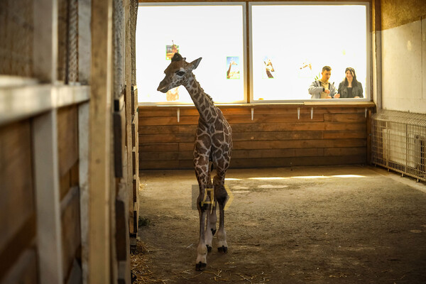 В Одеському біопарку народилось жирафеня: його виношували 15 місяців фото