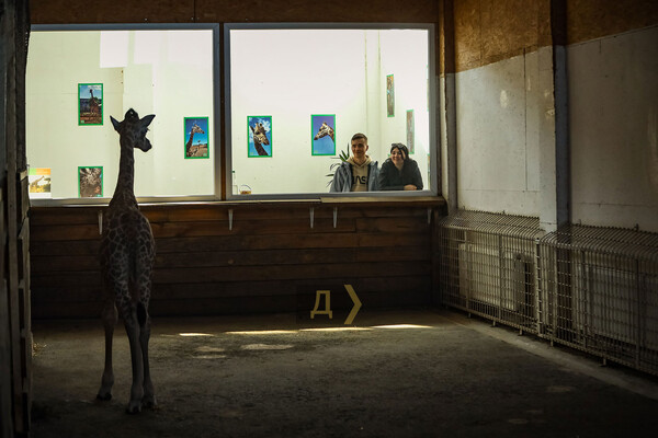 В Одеському біопарку народилось жирафеня: його виношували 15 місяців фото 1