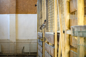 В Одеському біопарку народилось жирафеня: його виношували 15 місяців фото 2