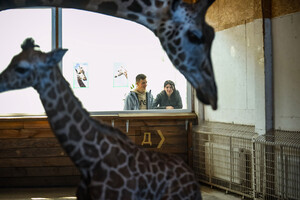 В Одеському біопарку народилось жирафеня: його виношували 15 місяців фото 3