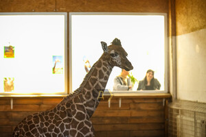 В Одеському біопарку народилось жирафеня: його виношували 15 місяців фото 4