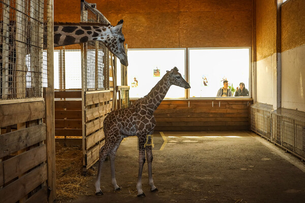 В Одеському біопарку народилось жирафеня: його виношували 15 місяців фото 5