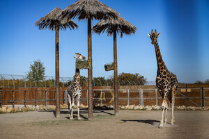 В Одеському біопарку народилось жирафеня: його виношували 15 місяців фото 6