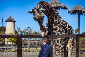 В Одеському біопарку народилось жирафеня: його виношували 15 місяців фото 7