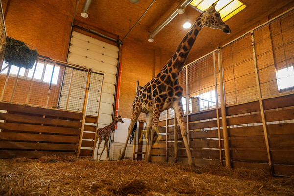 В Одеському біопарку народилось жирафеня: його виношували 15 місяців фото 8