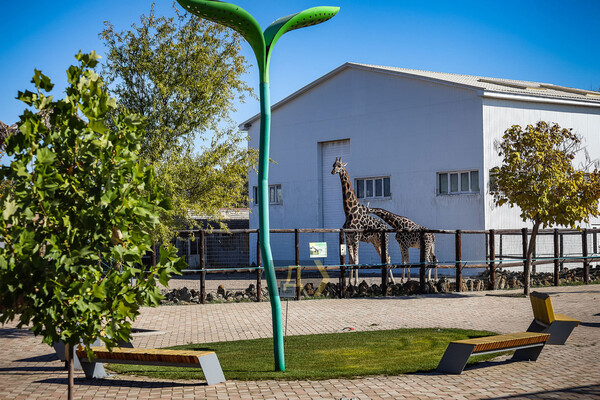 В Одеському біопарку народилось жирафеня: його виношували 15 місяців фото 9