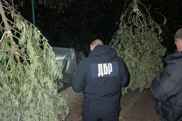 В Одесской области разоблачили производство каннабиса с многомиллионным оборотом фото