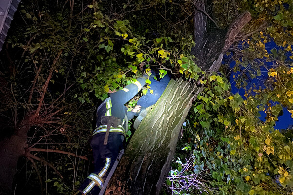 Доставали кота и деблокировали людей после ДТП: как прошли сутки у одесских спасателей фото