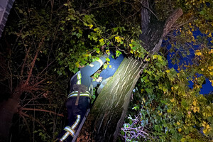 Доставали кота и деблокировали людей после ДТП: как прошли сутки у одесских спасателей фото