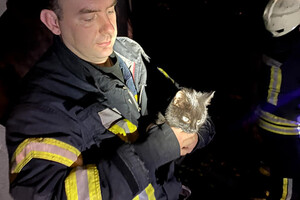 Доставали кота и деблокировали людей после ДТП: как прошли сутки у одесских спасателей фото 1