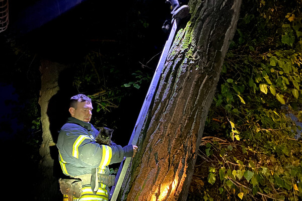 Доставали кота и деблокировали людей после ДТП: как прошли сутки у одесских спасателей фото 2
