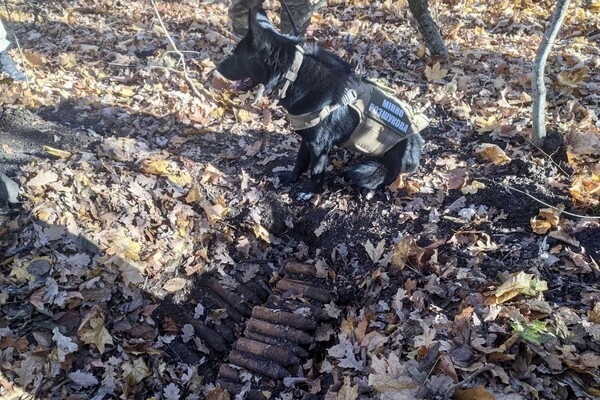 На Одещині знищили понад 150 снарядів, які знайшов пес (відео) фото 1