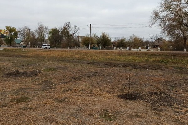 В Одесской области вандал уничтожил аллею деревьев: за информацию о нем обещают деньги фото