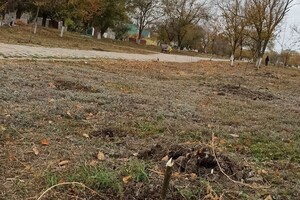 В Одесской области вандал уничтожил аллею деревьев: за информацию о нем обещают деньги фото 1