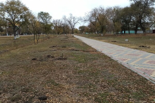 В Одесской области вандал уничтожил аллею деревьев: за информацию о нем обещают деньги фото 2