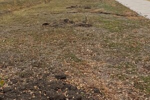 В Одесской области вандал уничтожил аллею деревьев: за информацию о нем обещают деньги фото 3