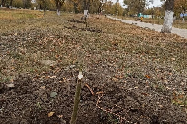 В Одесской области вандал уничтожил аллею деревьев: за информацию о нем обещают деньги фото 5
