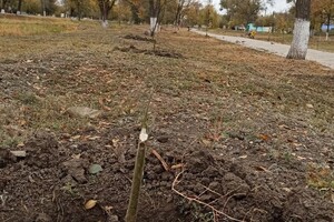 В Одесской области вандал уничтожил аллею деревьев: за информацию о нем обещают деньги фото 5
