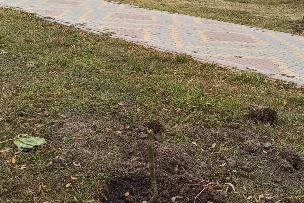 На Одещині вандал знищив алею дерев: за інформацію про нього обіцяють гроші фото 6