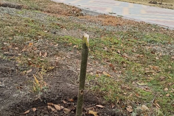 В Одесской области вандал уничтожил аллею деревьев: за информацию о нем обещают деньги фото 7