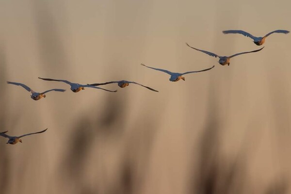 В Одесскую область прилетели редкие краснокнижные лебеди фото 1