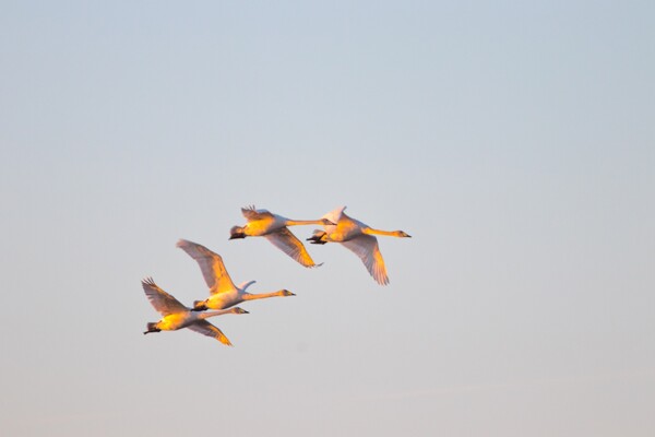 В Одесскую область прилетели редкие краснокнижные лебеди фото 4