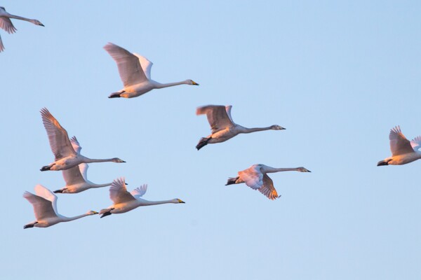 В Одесскую область прилетели редкие краснокнижные лебеди фото 6