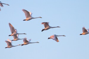 В Одесскую область прилетели редкие краснокнижные лебеди фото 6