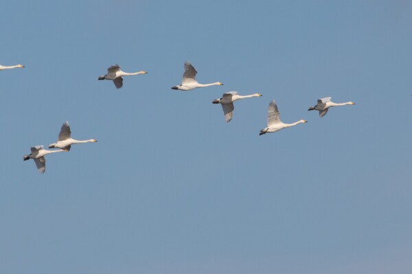 В Одесскую область прилетели редкие краснокнижные лебеди фото 7