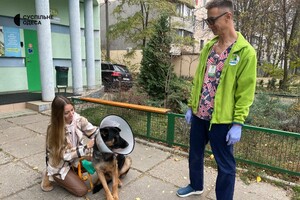 В Одессе лечат овчарку, раненную во время обстрела Херсонской области фото 5