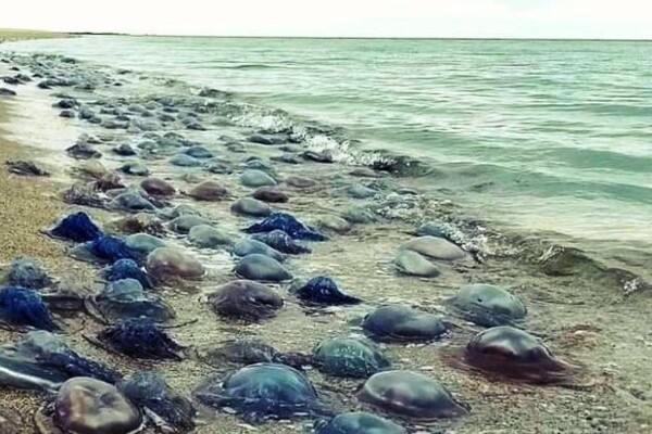 На побережье в Одесской области выбросило миллионы медуз-корнеротов фото