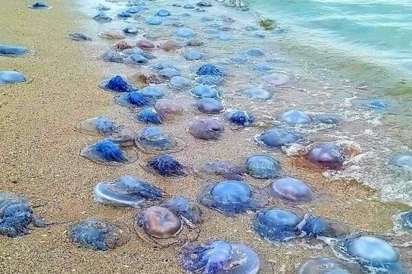 На узбережжі на Одещині викинуло мільйони медуз-корнеротів фото 1
