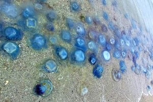 На побережье в Одесской области выбросило миллионы медуз-корнеротов фото 2
