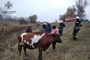 Смертельна пожежа і порятунок корови: як минула доба в одеських рятувальників фото