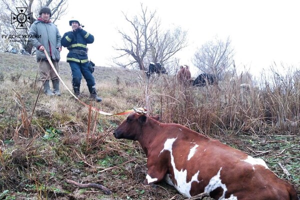 Смертельна пожежа і порятунок корови: як минула доба в одеських рятувальників фото 2