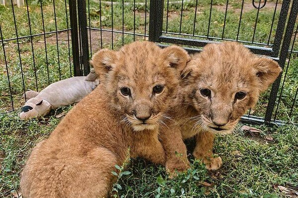 Одесские ветеринары спасли троих львят из Херсона, мама которых умерла от голода фото