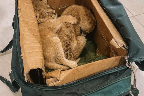 Одесские ветеринары спасли троих львят из Херсона, мама которых умерла от голода фото 4
