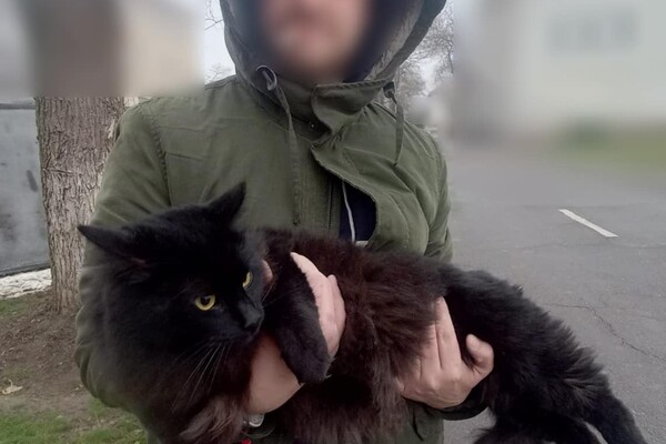 Одессит пытался сбежать из страны вместе с черным котом фото 1