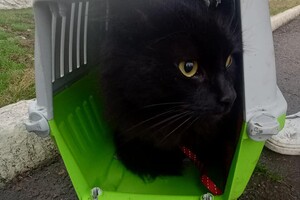 Одесит намагався втекти з країни разом із чорним котом фото 2