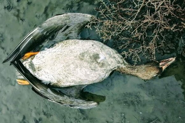 В Одесской области массовая гибель диких гусей (обновлено) фото