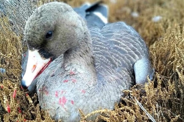 В Одесской области массовая гибель диких гусей (обновлено) фото 1
