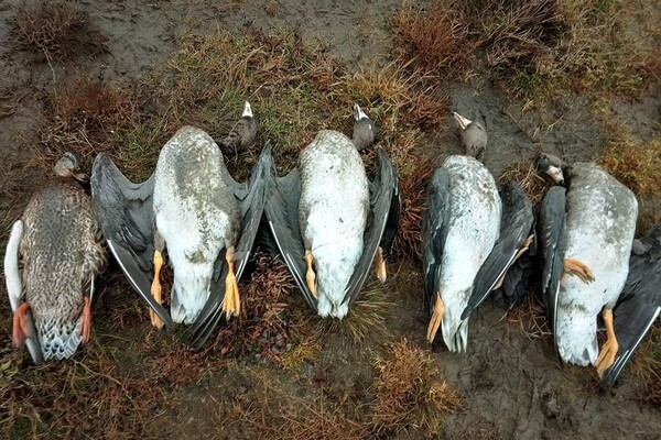 В Одесской области массовая гибель диких гусей (обновлено) фото 2