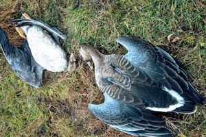 В Одесской области массовая гибель диких гусей (обновлено) фото 3