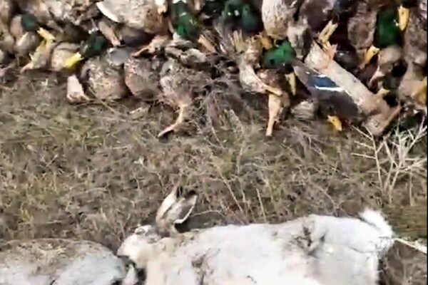 Екологічна катастрофа: на Одещині через отрутохімікати загинули тисячі диких птахів та тварин фото