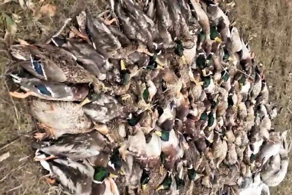 Экологическая катастрофа: в Одесской области из-за ядохимикатов погибли тысячи диких птиц и животных фото 1