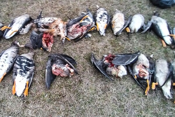 Екологічна катастрофа: на Одещині через отрутохімікати загинули тисячі диких птахів та тварин фото 2