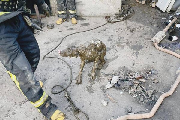 Одесские спасатели достали собаку из выгребной ямы фото