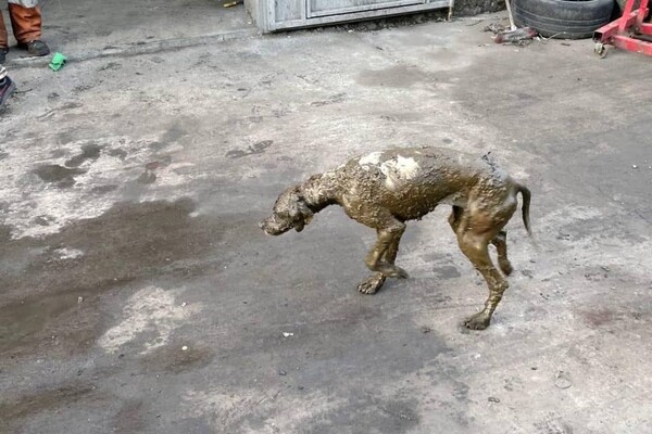 Одесские спасатели достали собаку из выгребной ямы фото 1