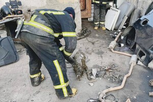Одесские спасатели достали собаку из выгребной ямы фото 2