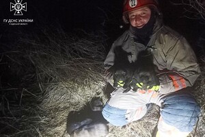 Добрі новини: одеські рятувальники врятували кошеня та цуценят фото